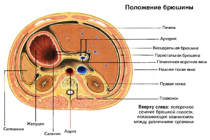 положение брюшины