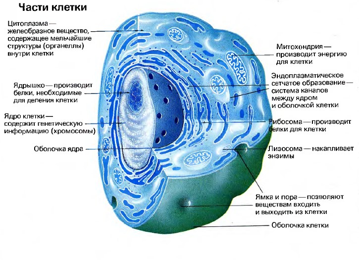 Части клетки