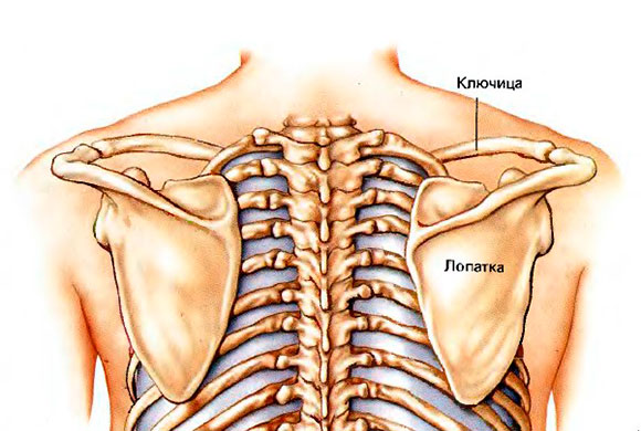 КОСТНАЯ СИСТЕМА И КОЖА