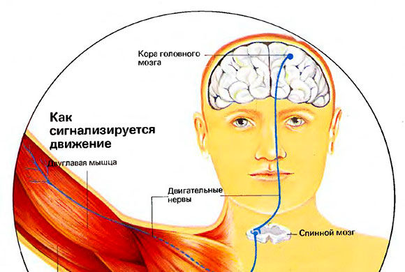 МЫШЕЧНАЯ СИСТЕМА