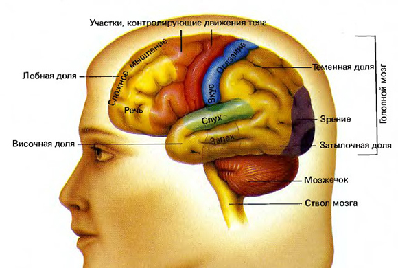 НЕРВНАЯ СИСТЕМА