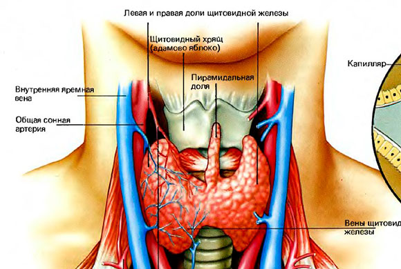 ЭНДОКРИННАЯ СИСТЕМА