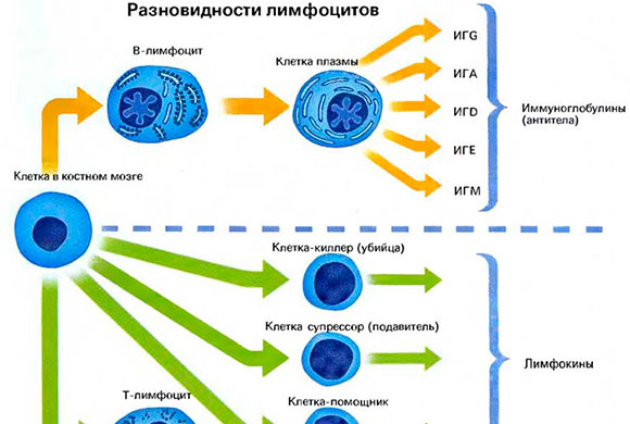 ЛИМФАТИЧЕСКАЯ СИСТЕМА