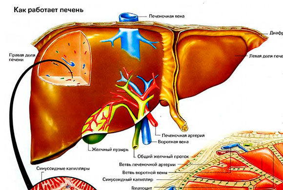 ПИЩЕВАРИТЕЛЬНАЯ СИСТЕМА