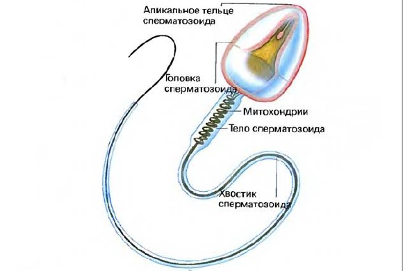 РЕПРОДУКТИВНАЯ СИСТЕМА